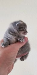 Munchkin Kitten