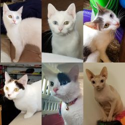 Beautiful odd eyed cats for sale