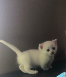 Cute and Nice Normal and Short Leg Munchkin Kittens