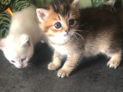Top Quality Male and Female Munchkin Kittens