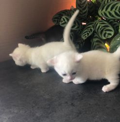 Gccf Registered Active Munchkin Kittens