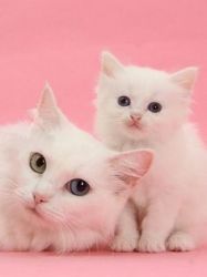 Standard Munchkins kittens