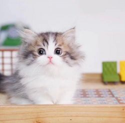 13 weeks munchkin kittens for loving homes