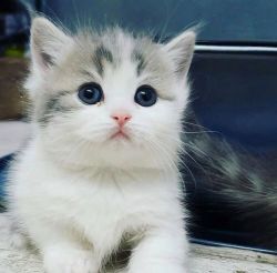 Registered and Trained Munchkin Kittens for loving homes