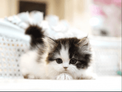 13 weeks Munchkin kittens for sale