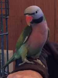 Proven Male Mustache Parakeet
