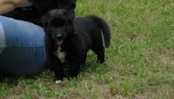 Native American Indian Dog Puppies For Sale