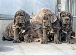 Neapolitan Mastiff puppies xxx-xxx-xxxx