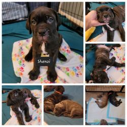 Mastiff Puppies born 4/13/2022