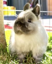 Netherland Dwarf Bunny Rabbit