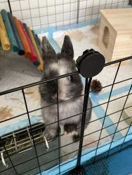 Bunny for adoption in NJ