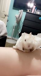 Selling my white bunnies