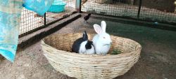 Cute Rabbits for sale