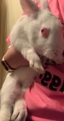 2 bonded male 3 month old rabbits