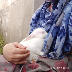 Cute white Rabbit for sale