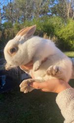 New Zealand Rabbits for Sale in Lumberton, NC