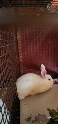 White coloured newzealand rabbit for sale or free of cost