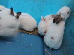 Babies bunnies