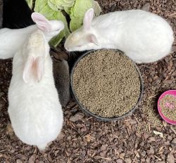 2 Male Rabbits for Sale