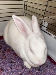 Albino rabbit for sale