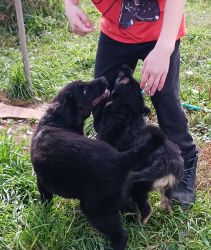 Shepadoodle Newfoundland puppies for sale