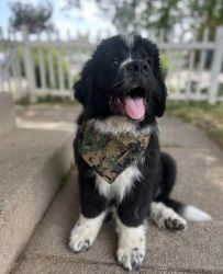 Newfoundland puppy for adoption