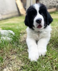 Newfoundland puppy for adoption