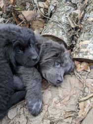 Beautiful Newfoundland puppies