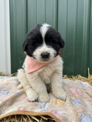 Newfoundland/Great Pyrenees Puppies