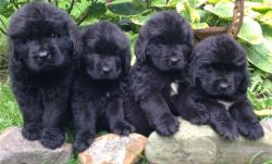 Akc Registered Brown Newfoundland Male Puppies
