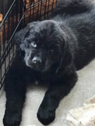Black AKC Newfoundland Puppy - 10 weeks