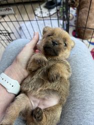 Norfolk Terrier Puppy for sale