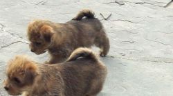 Norfolk Terrier Dog Puppies