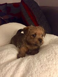 Norfolk Terrier Puppies- male and female