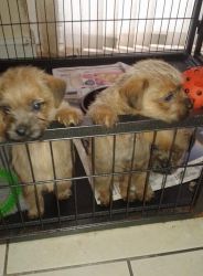 Norfolk Terrier Puppies For Sale!