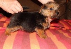 male Norfolk Terrier Puppies For Sale