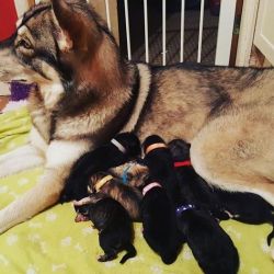 Shima Onida Wolf Dog Puppies Are Here!