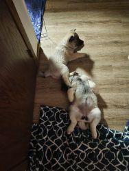 AKC Norwegian Elkhound puppies