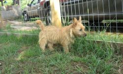 Purebred Norwich Terrier Puppies Available