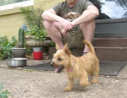 Amazing Home Raised Norwich Terrier Puppies