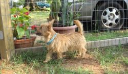 Affectionate Norwich Terrier puppies for sale