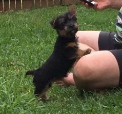 female Norwich Terrier Puppies For Sale