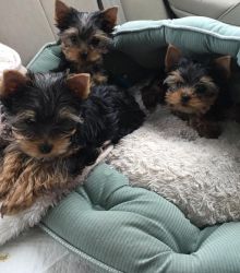 Meet our newest litter of Miniature Yorkie puppy ! Will sell out quick