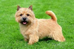 Norwich Terrier Puppies ❤️❤️Text or call (xxx) xxx - xxx8