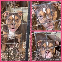 Olde English Bulldogge Puppies & adults for sale.