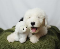 OLD ENGLISH SHEEPDOGS!