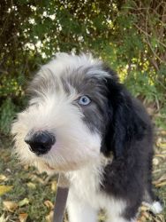 Puppy Old English Sheepdogs