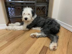 5 months Fenale Old English Sheepdog Available