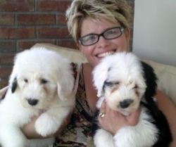 Old English Sheepdog Puppies For Sale