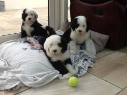 Pure Breed Old English Sheepdog Puppies